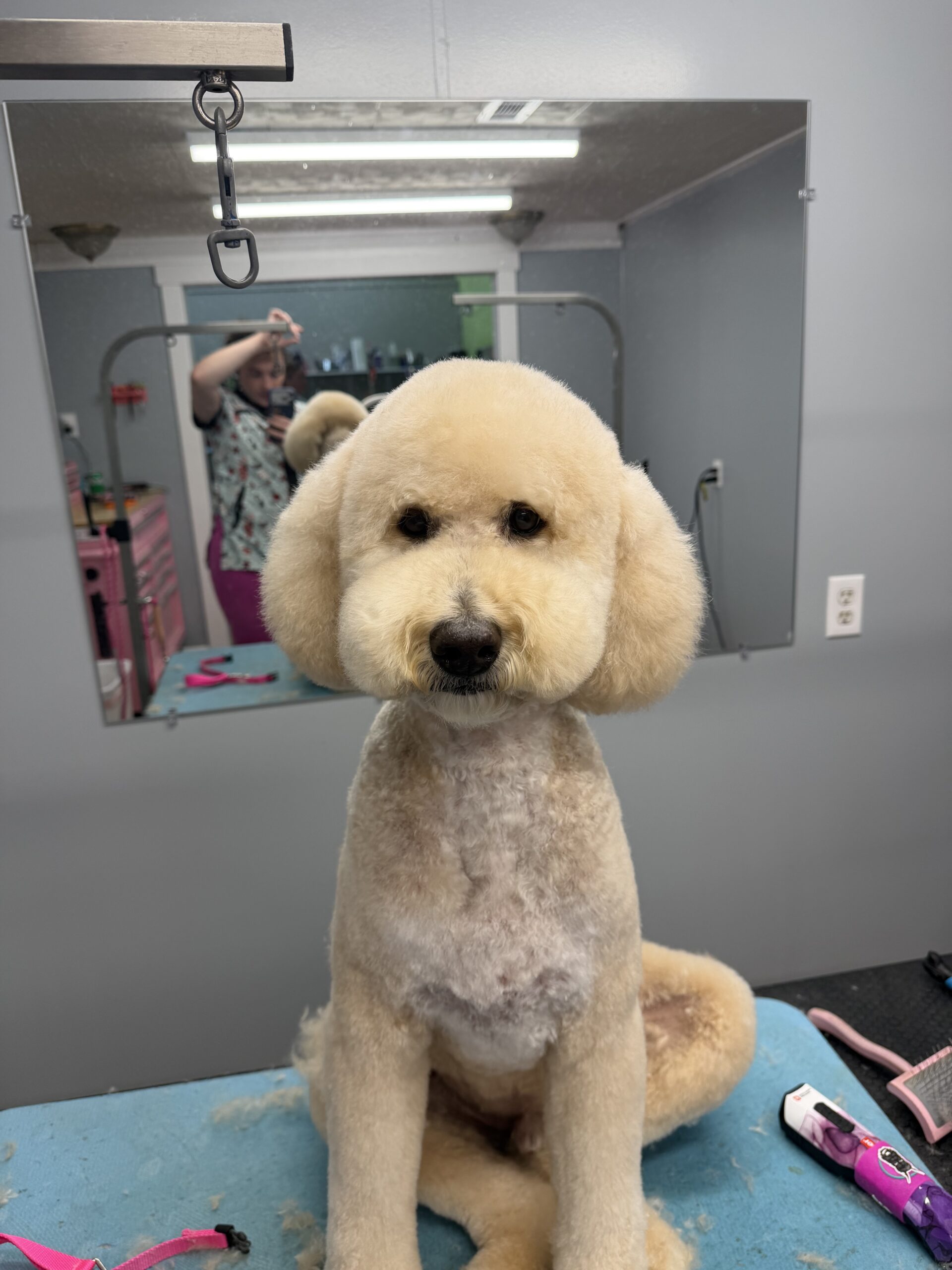 After Grooming by Dirty Dog Mobile Grooming