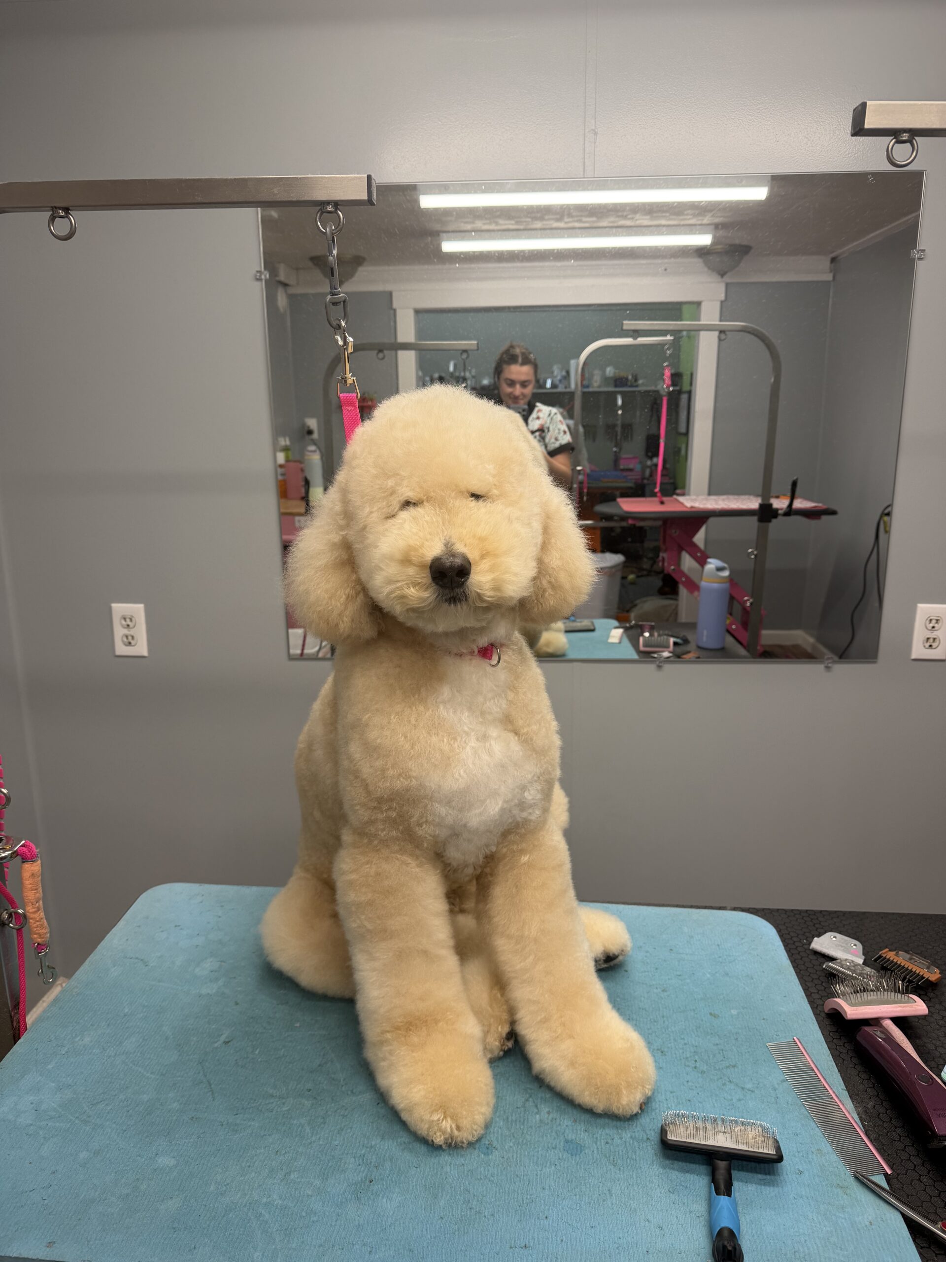 Before Grooming by Dirty Dog Mobile Grooming
