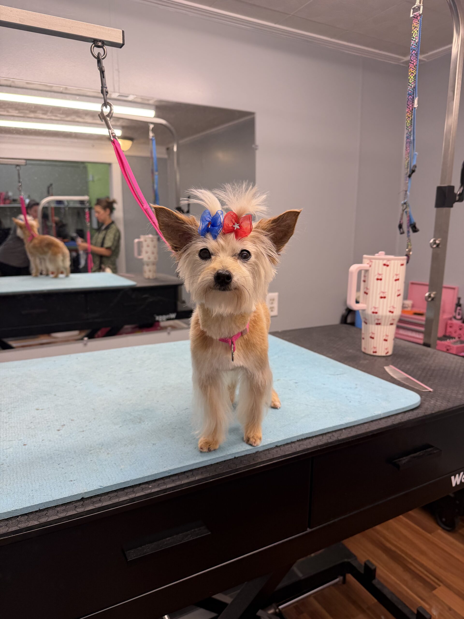 Help Choosing a Dog Grooming Service