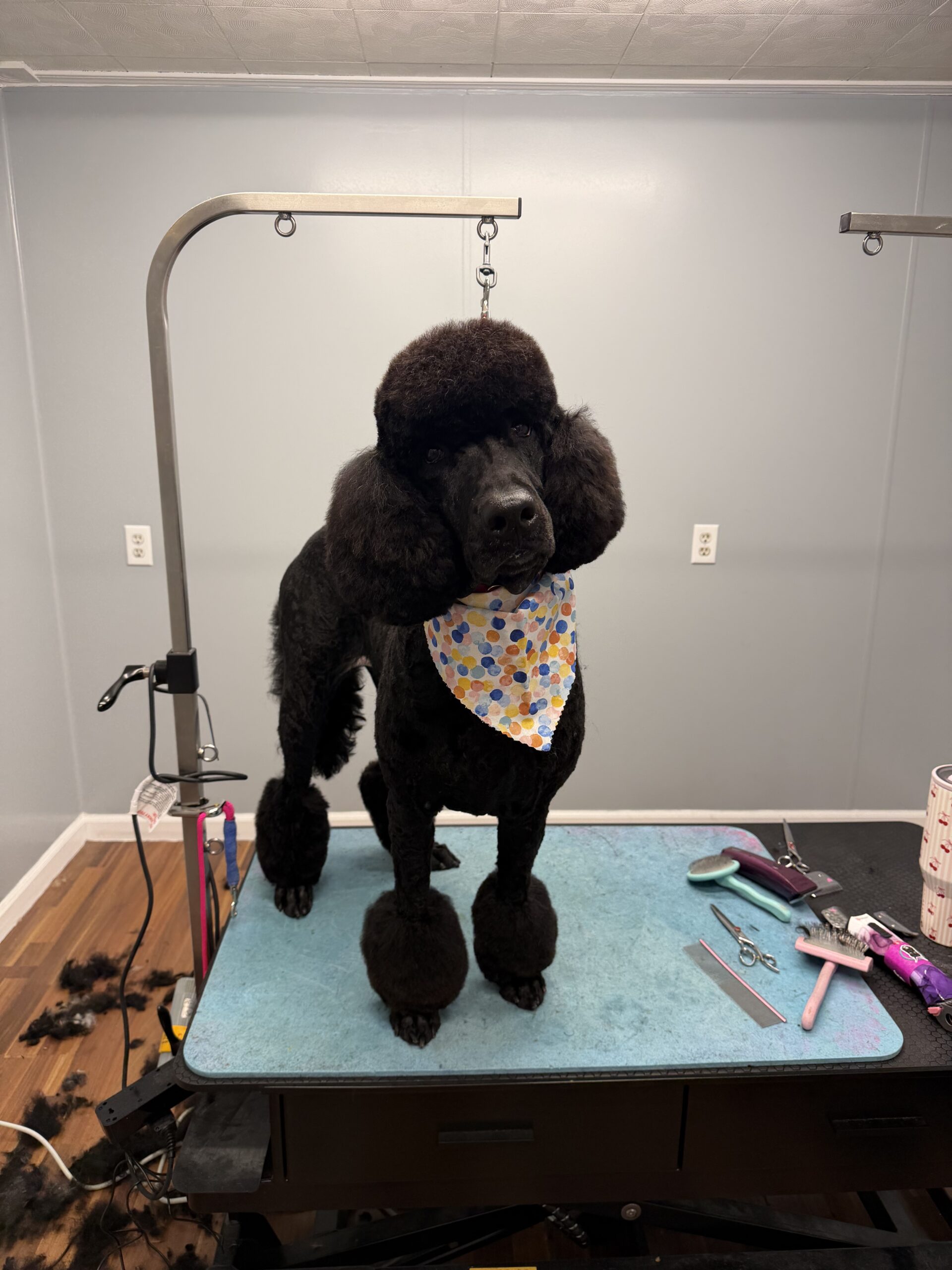 Dog Coat Grooming Options