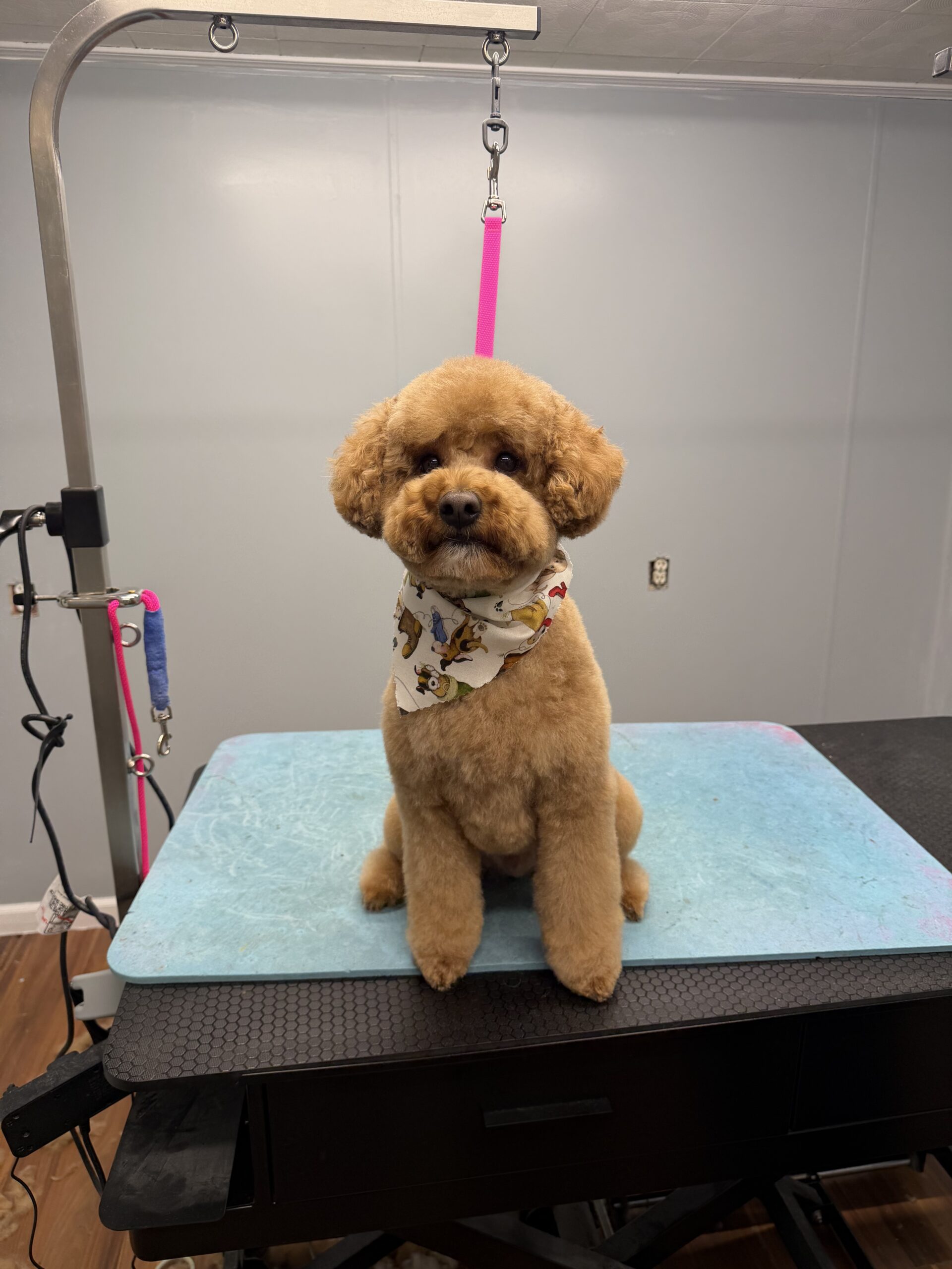 Full Service Complex Coat Grooming
