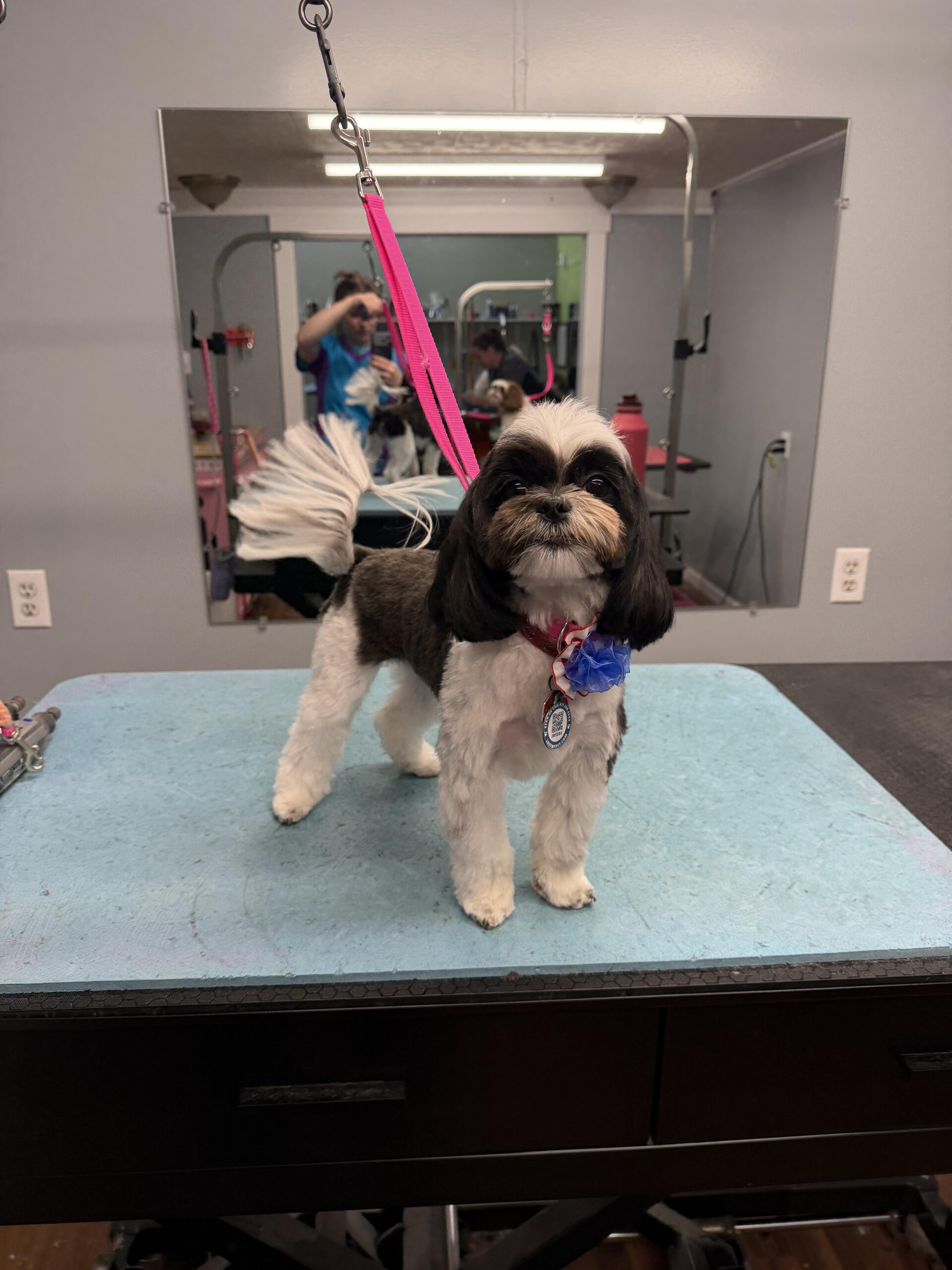 Full Service Standard Coat Grooming